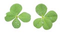 Four Leaf Clovers with drops of morning dew on them. Isolated. Additional transparent file available.
