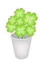 Four Leaf Clovers in A Flower Pot