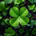 Four-leaf green clover, close-up view, small drops of dew, water. Green four-leaf clover symbol of St. Patrick\'