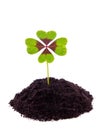 A four leaf lucky clover Royalty Free Stock Photo