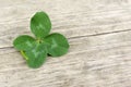 Four-leaf lucky shamrock, clover on old retro vintage wooden background with copy space Royalty Free Stock Photo