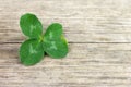 Four-leaf lucky shamrock, clover on old retro vintage wooden background with copy space Royalty Free Stock Photo