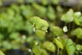 Four leaf pepperwort