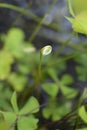 Four leaf pepperwort