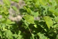 Four leaf pepperwort
