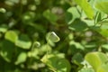 Four leaf pepperwort