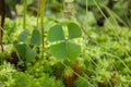 Four Leaf Water Clover Royalty Free Stock Photo