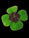 Four-leafed Clover 05