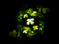 Four leafed clover on black