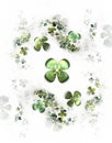 Four leafed clovers on white, shamrock