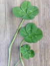 3 four leafed clovers on wooden background