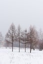 Four leafless trees during a misty snowy winter. Dark sillouettes of trees Royalty Free Stock Photo