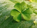 Four leafs clover blooming on banana leave in the morning sunlight Royalty Free Stock Photo