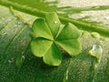 Four leafs clover blooming on banana leave in the morning sunlight Royalty Free Stock Photo