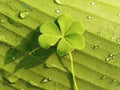 Four leafs clover blooming on banana leave in the morning sunlight Royalty Free Stock Photo