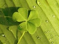 Four leafs clover blooming on banana leave in the morning sunlight Royalty Free Stock Photo