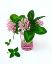 Four leaved clover Royalty Free Stock Photo