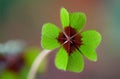 Four - Leaved Clover Royalty Free Stock Photo