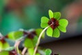 Four - Leaved Clover Royalty Free Stock Photo