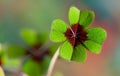 Four - Leaved Clover Royalty Free Stock Photo