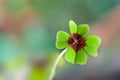 Four - Leaved Clover Royalty Free Stock Photo