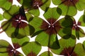 Four leaved Clover