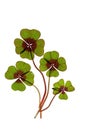 Four leaved Clover