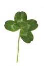 Four leaved clover