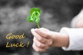 Four-Leaved Clover in a Child Hand - Good Luck