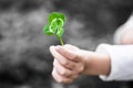 Four-Leaved Clover in a Child Hand