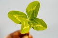 Four-leaved clover in hand. A plant with 4 leaves. A symbol of l Royalty Free Stock Photo