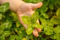 Four-leaved clover in hand. A plant with 4 leaves. A symbol of l Royalty Free Stock Photo