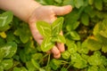Four-leaved clover in hand. A plant with 4 leaves. A symbol of l Royalty Free Stock Photo