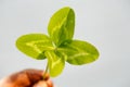 Four-leaved clover in hand. A plant with 4 leaves. A symbol of l Royalty Free Stock Photo