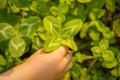 Four-leaved clover in hand. A plant with 4 leaves. A symbol of l Royalty Free Stock Photo