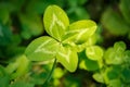 Four-leaved clover in hand. A plant with 4 leaves. A symbol of l Royalty Free Stock Photo