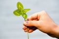 Four-leaved clover in hand. A plant with 4 leaves. A symbol of l Royalty Free Stock Photo