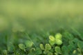 Four leaved fortune clover growing in sunlight on ground Royalty Free Stock Photo