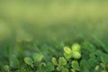 Four leaved fortune clover growing in sunlight on ground