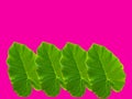 Four leaves arranged and stacked on top of each other, Royalty Free Stock Photo