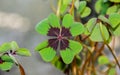 Four leaves clover, green leafs trefoil, lucky symbol close up