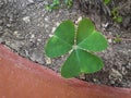 Four leaves clover topo view shot