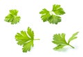 Four leaves of fresh parsley