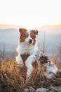 Four-legged Australian Shepherd puppy sitting on a tree stump. Portrait of a happy dog on top of a mountain in Beskydy mountains,