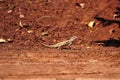 Four-legged brown chameleon