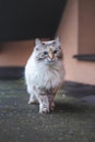 Four-legged, furry princess with blue eyes standing majestically on the roof of the family home, exploring the surroundings.