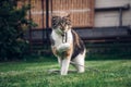 Four-legged pet plays with a string, which he bites and throws and catches with his paws. Playful and energetic kitten plays in