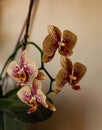 Four leopard phalinopsis orchid flowers Royalty Free Stock Photo