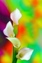 Four light pink calla lillies against colorful abstract background Royalty Free Stock Photo
