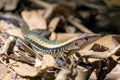 Four Lined Ameiva, Whiptail Lizard in Costa Rica